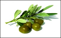 Extravirgin Olive Oil of Garda
