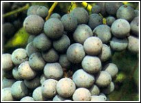 Corvina grapes