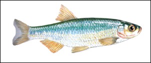 Alborella, Gardasee Fische