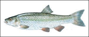 Cavedano, Gardasee Fische