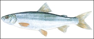 Lavarello, Fish of Lake Garda