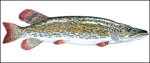 Luccio, Fish of Lake Garda