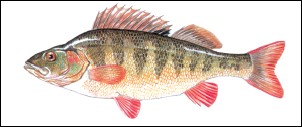 Persico, Gardasee Fische