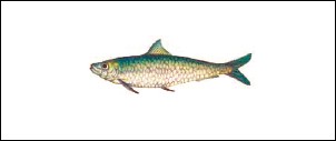 Sarda, Fish of Lake Garda